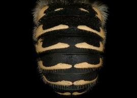   Anthidium psoraleae  male abdomen, photo: Jeni Sidwell 
